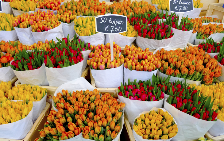 Tulpenmarkt in Amsterdam, Niederlande