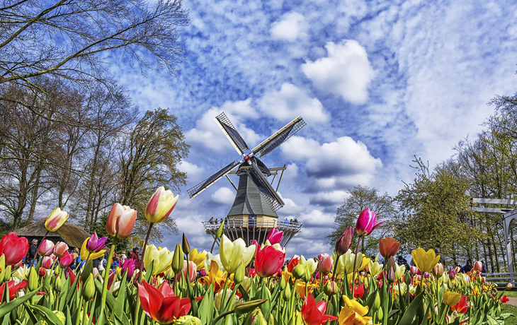 Tulpen auf dem Keukenhof, Niederlande