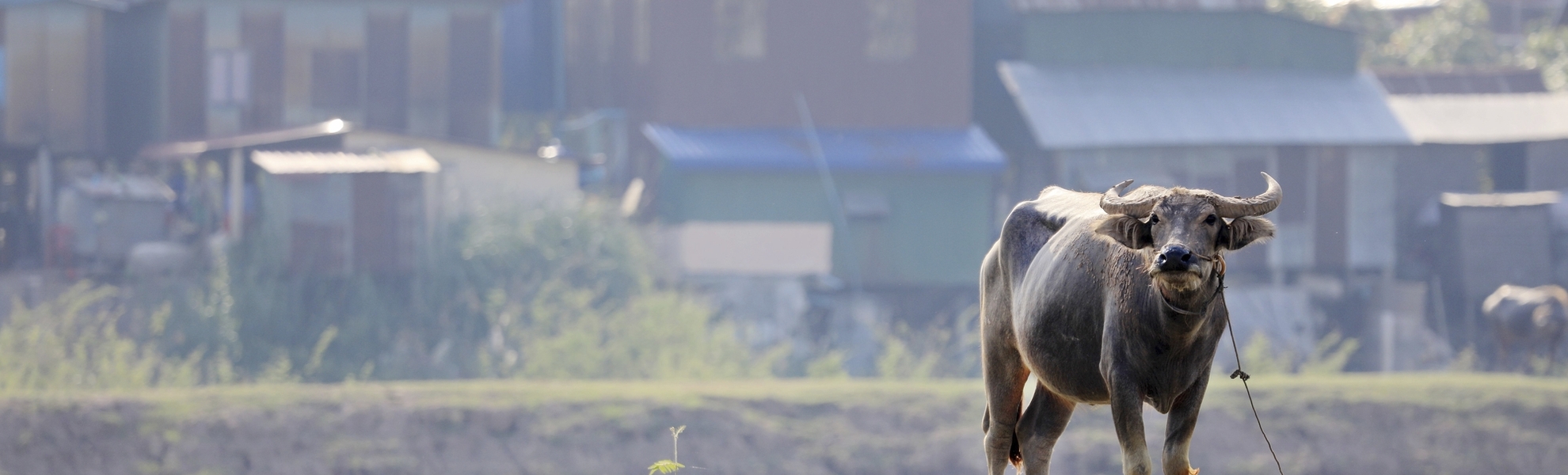 Wasserbüffel auf einem Feld bei Kandal, Kambodscha