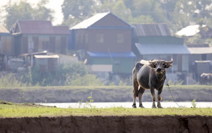 Wasserbüffel auf einem Feld bei Kandal, Kambodscha