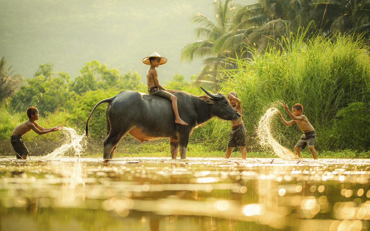 Kinder auf dem Büffel, Vietnam