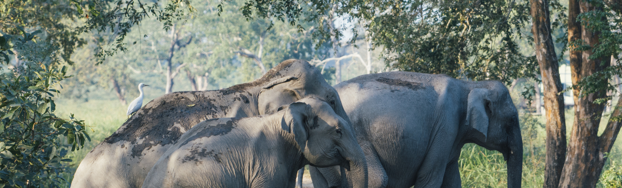 Elefanten im Kaziranga Nationalpark, Indien