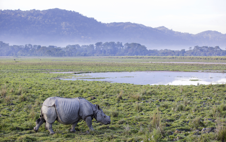 Kaziranga Nationalpark, Indien