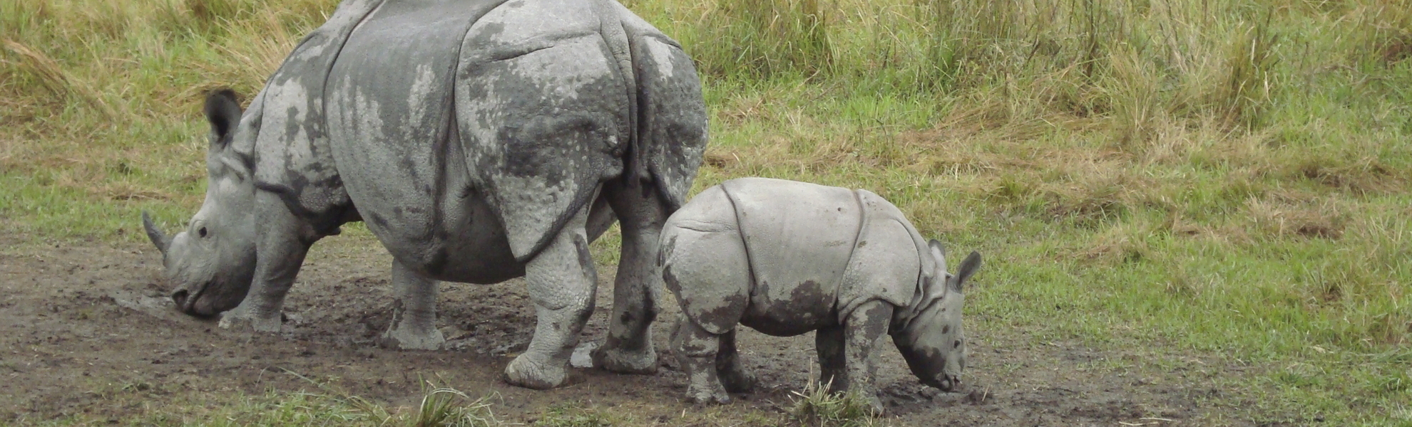 Nashörner im Kaziranga-Nationalpark, Indien