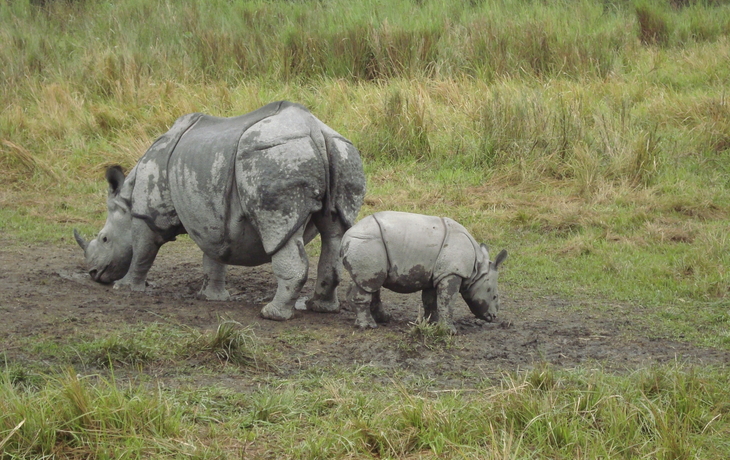 Nashörner im Kaziranga-Nationalpark, Indien