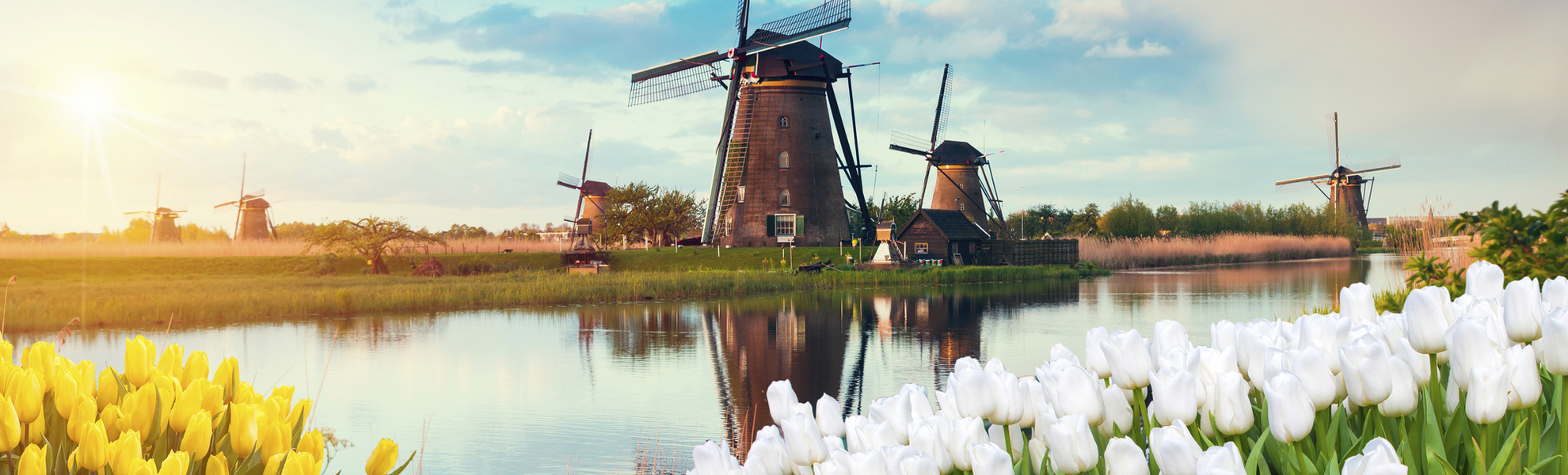 Tulpenfeld mit Windmühlen