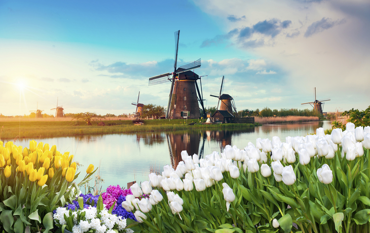Tulpenfeld mit Windmühlen