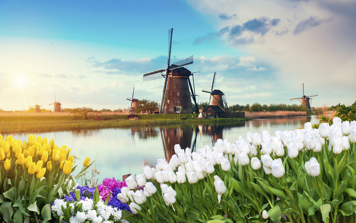 Tulpenfeld mit Windmühlen