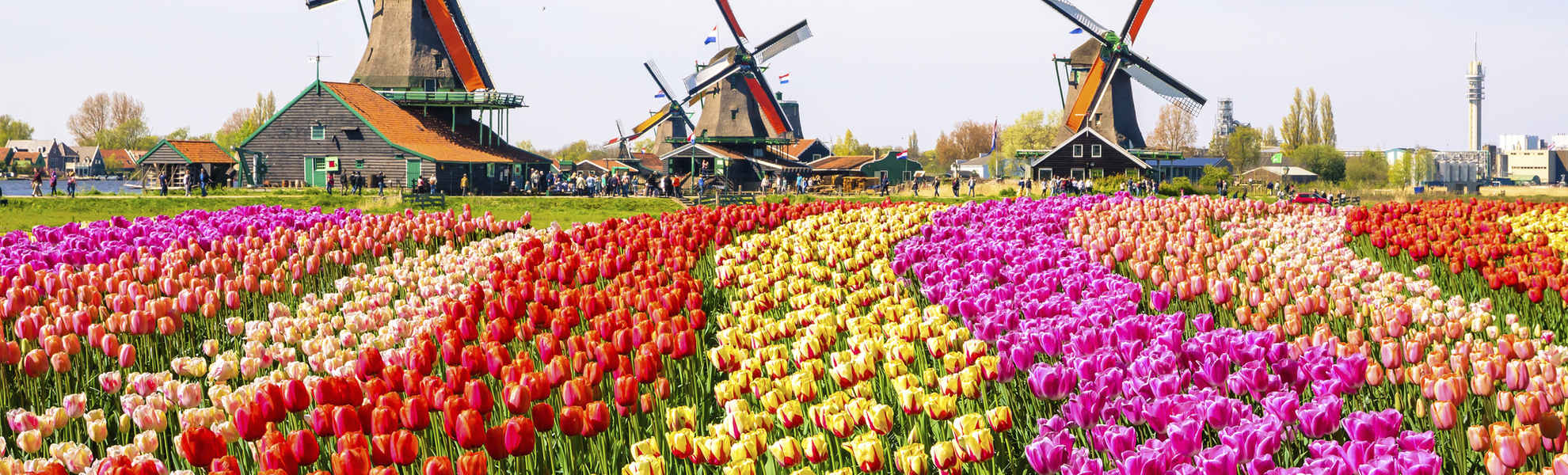 Tulpenfelder in den Niederlanden