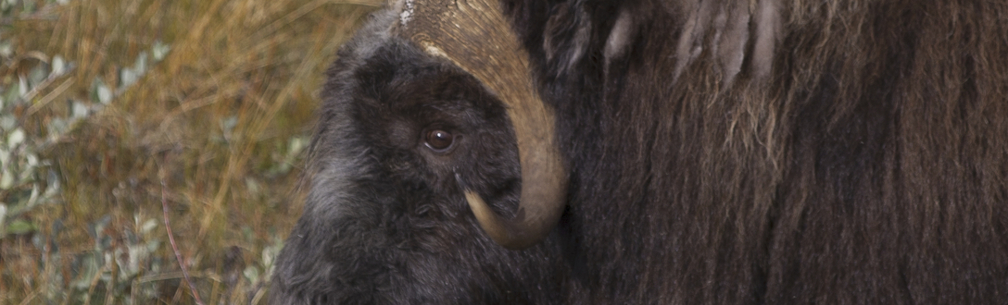 Moschusochse in unberührter Natur