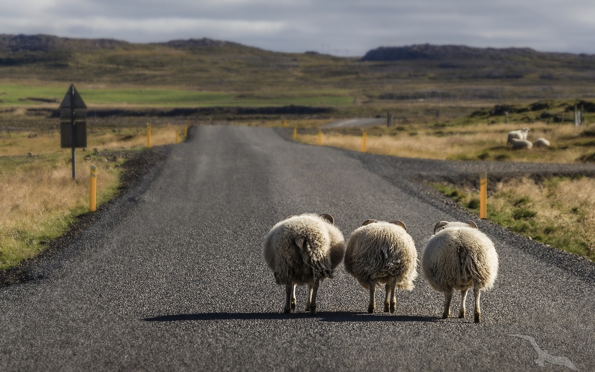 Schafe auf einer Straße in Akureyri, Island
