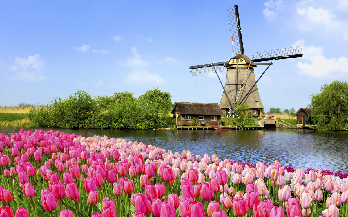 Windmühle mit Tulpenfeld