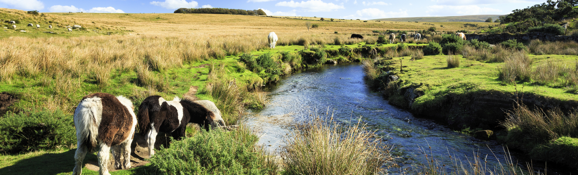 Ponies im Dartmoor Nationalpark, England