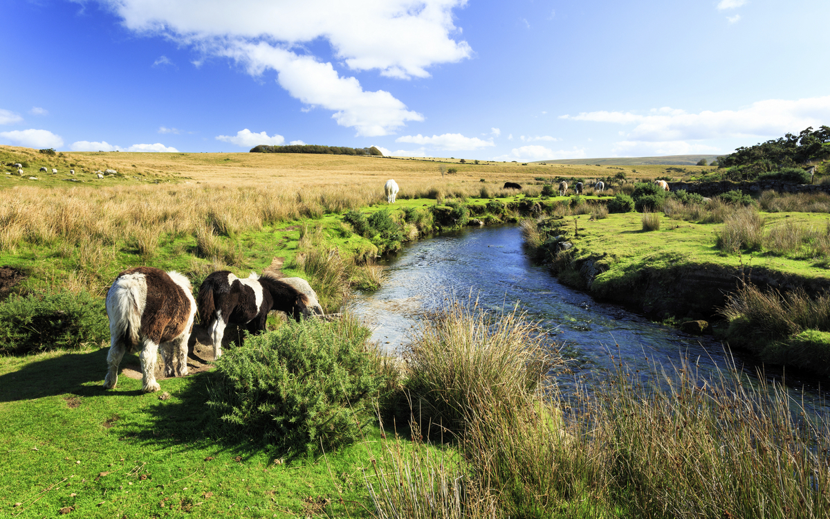 Ponies im Dartmoor Nationalpark, England