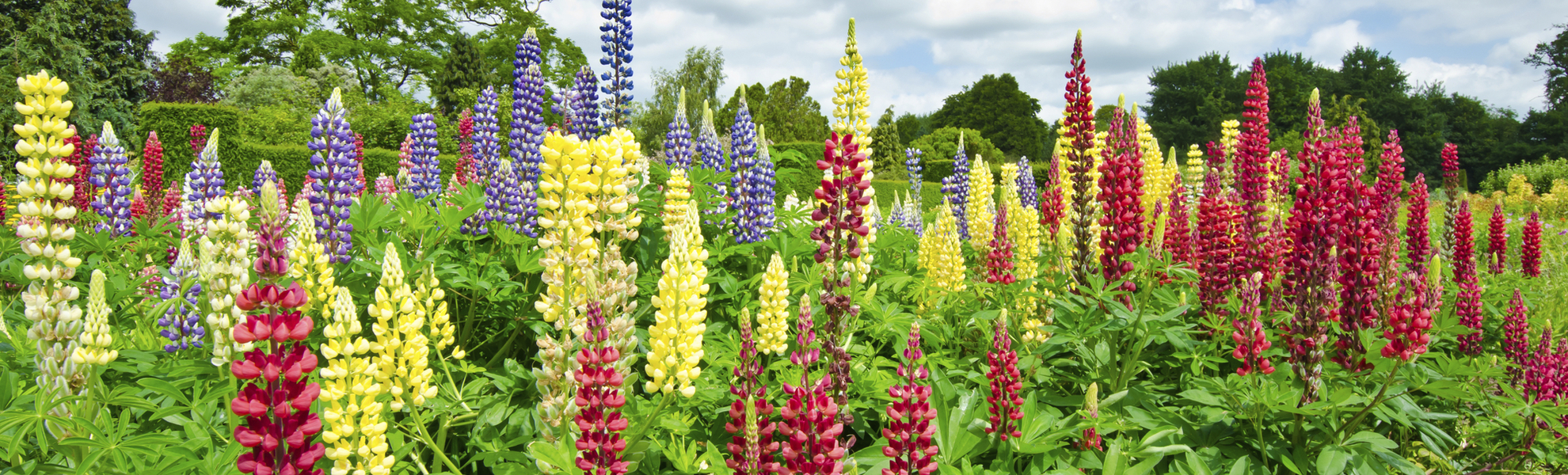 Blumen im botanischen Garten, England