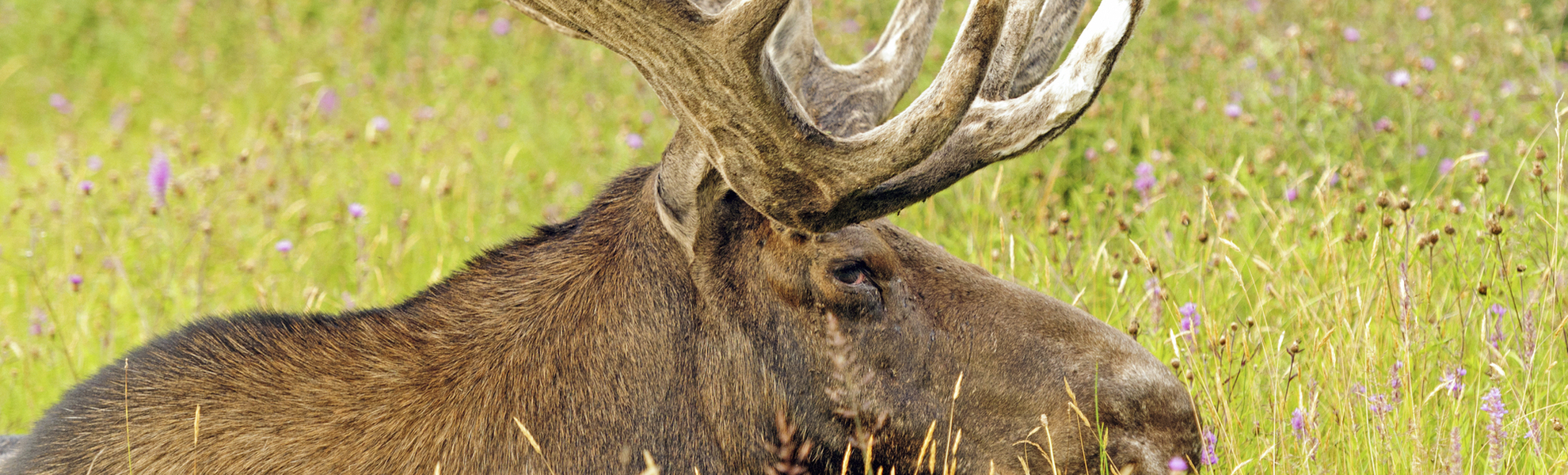 Bonne Bay Gros Morne Nationalpark in Neufundland, Kanada
