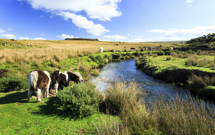 Ponies im Dartmoor Nationalpark, England