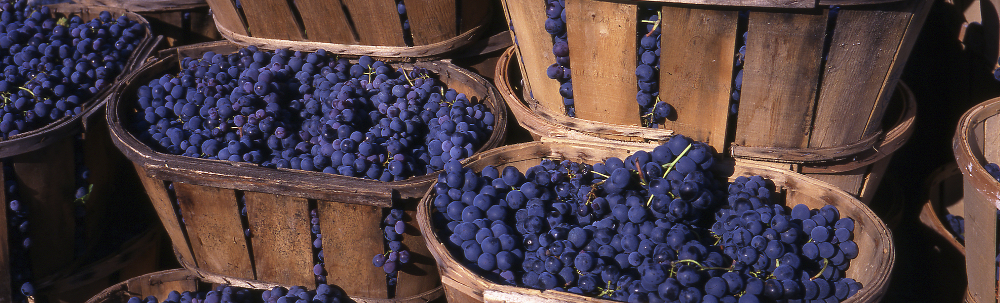 Weintrauben in Körben