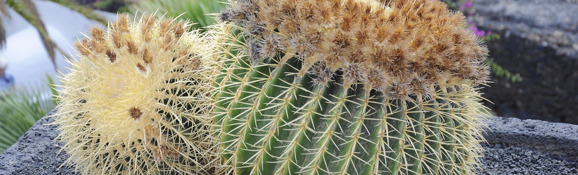 Kleiner Kaktus aus Arrecife auf Lanzarote, Spanien