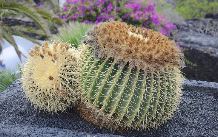 Kleiner Kaktus aus Arrecife auf Lanzarote, Spanien