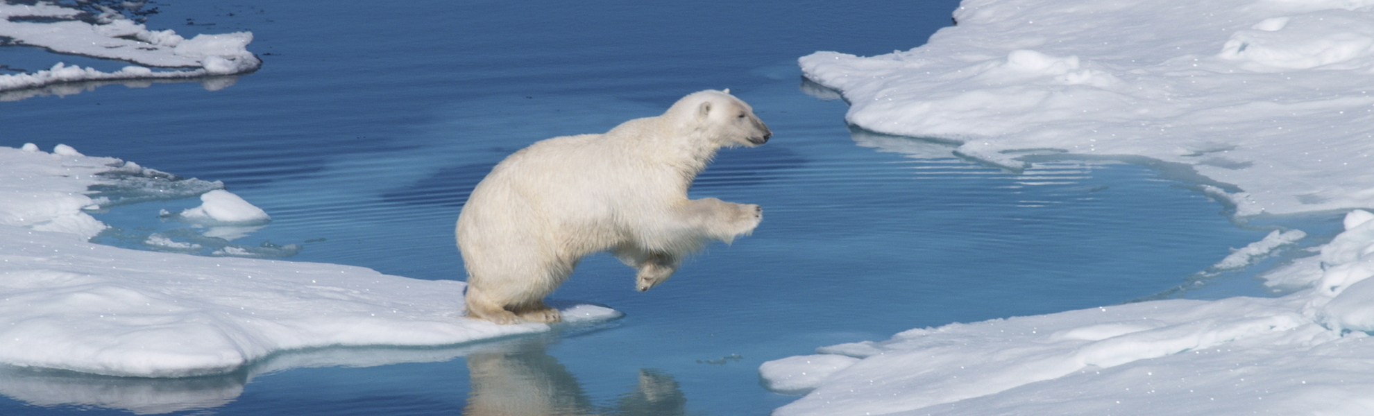 Eisbär in freier Wildbahn, Spitzbergen