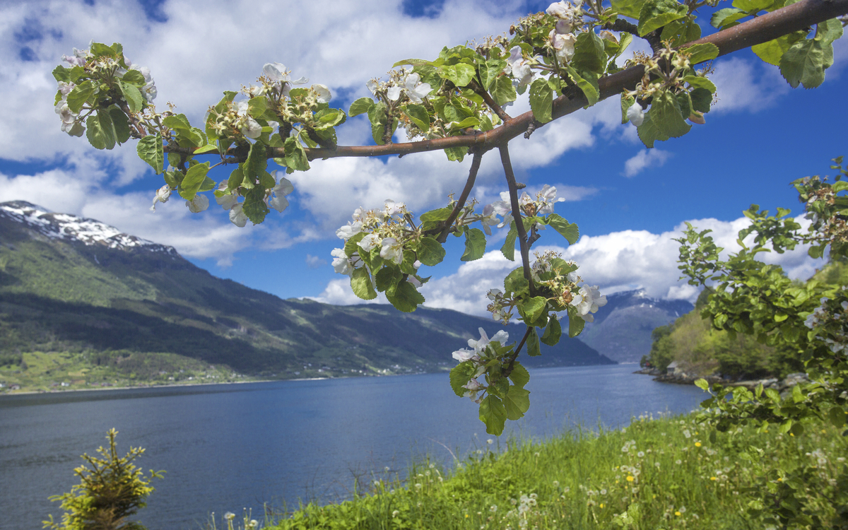 Blick auf das Hardangerfjord, Norwegen