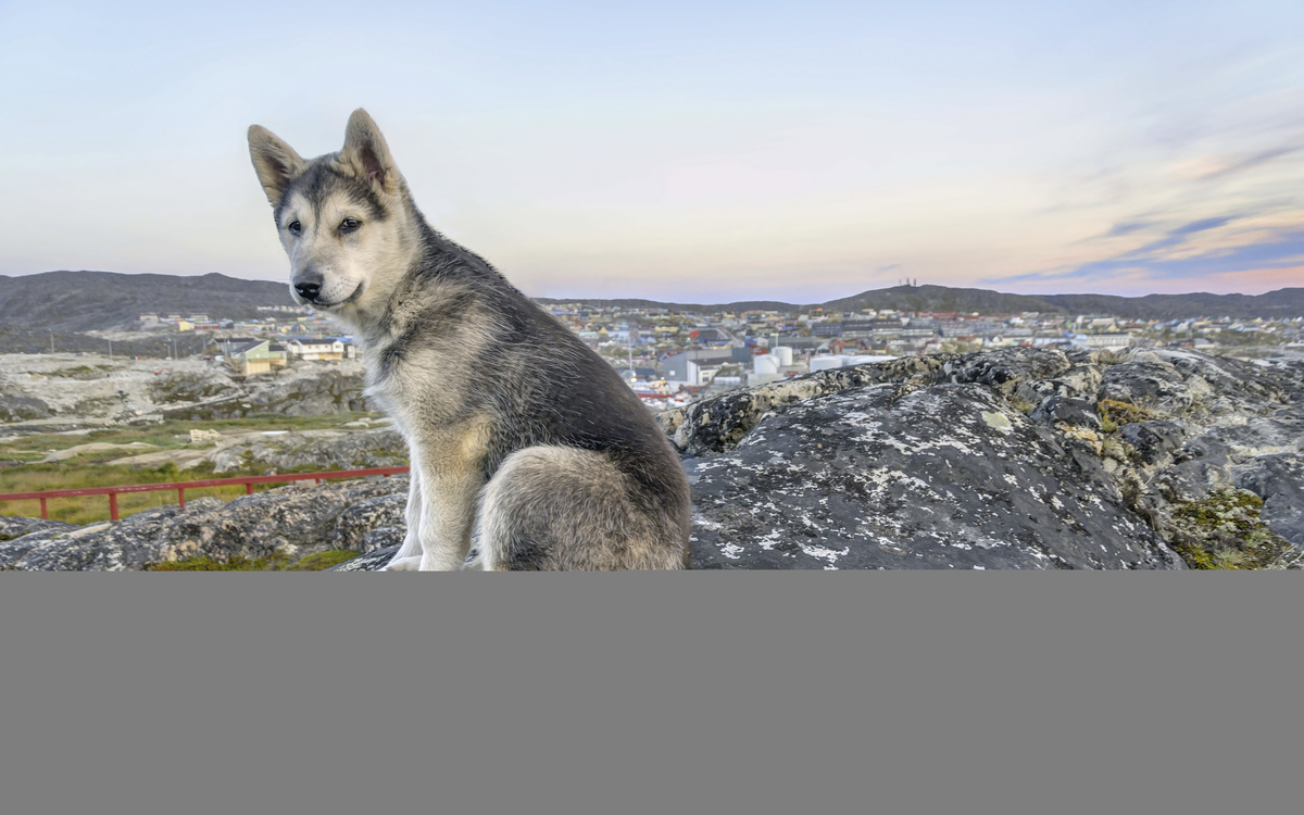 Grönlandhund