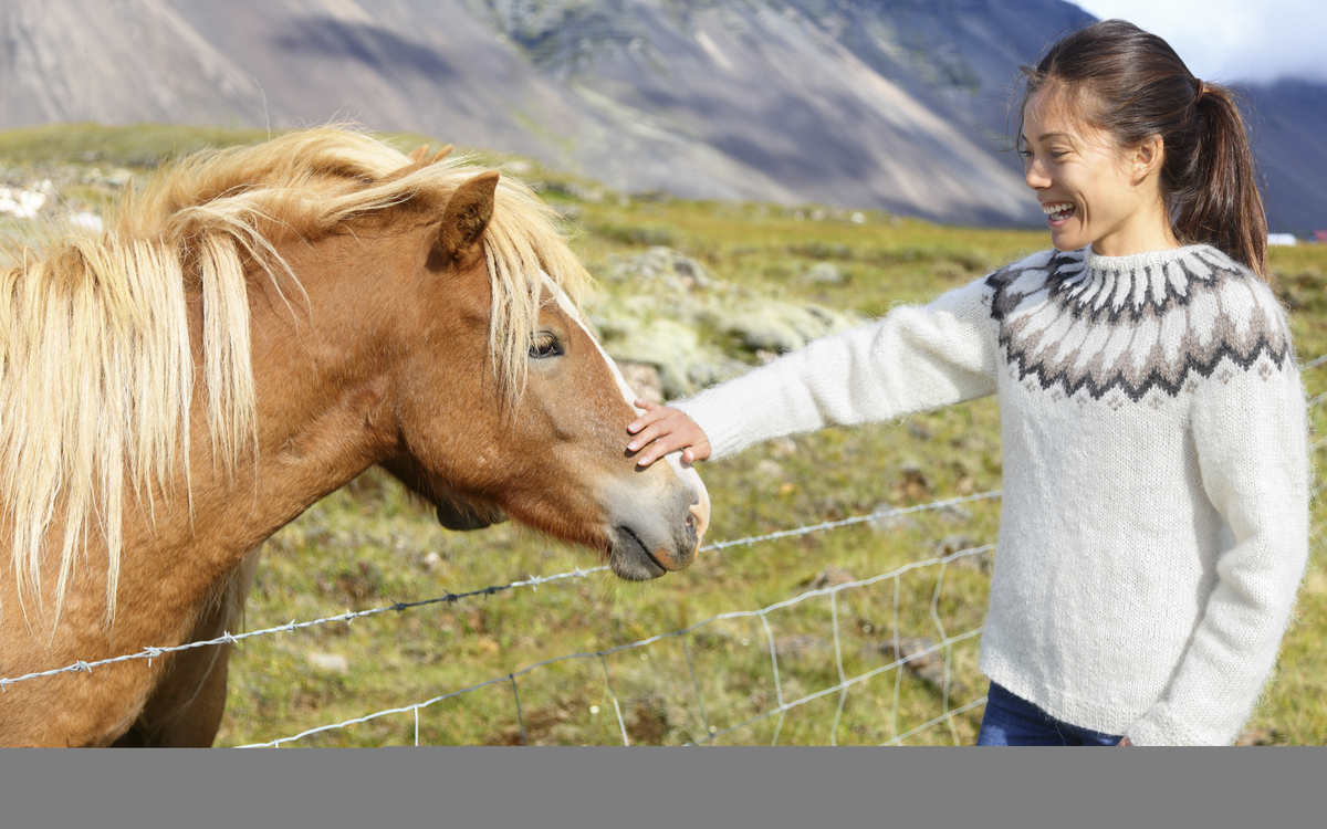 Islandpferd auf Island