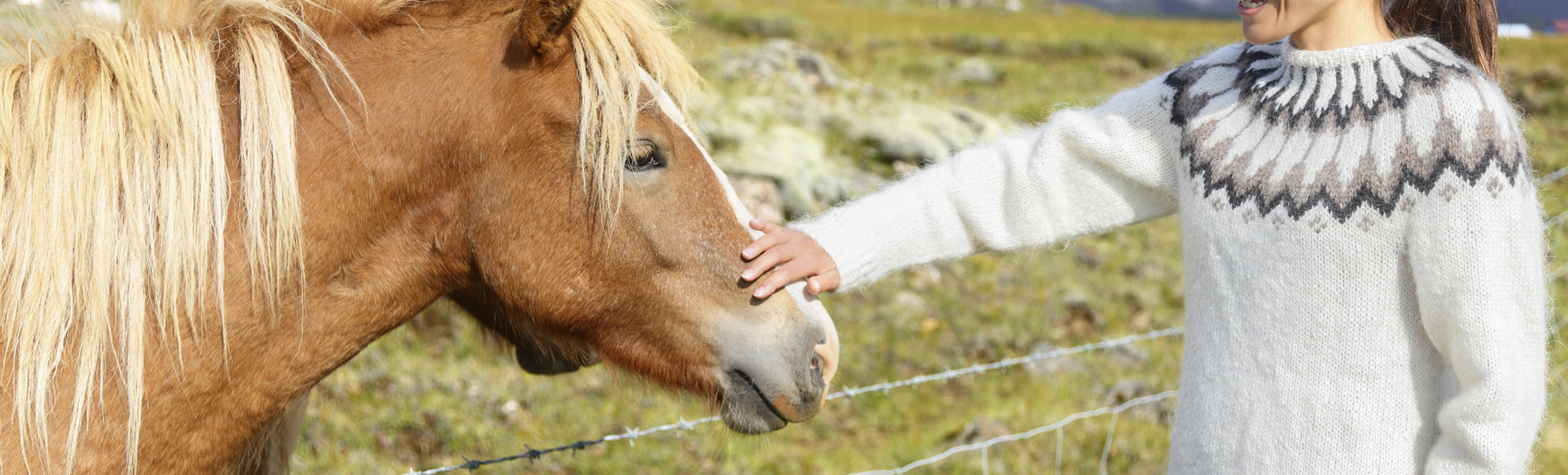 Islandpferd auf Island