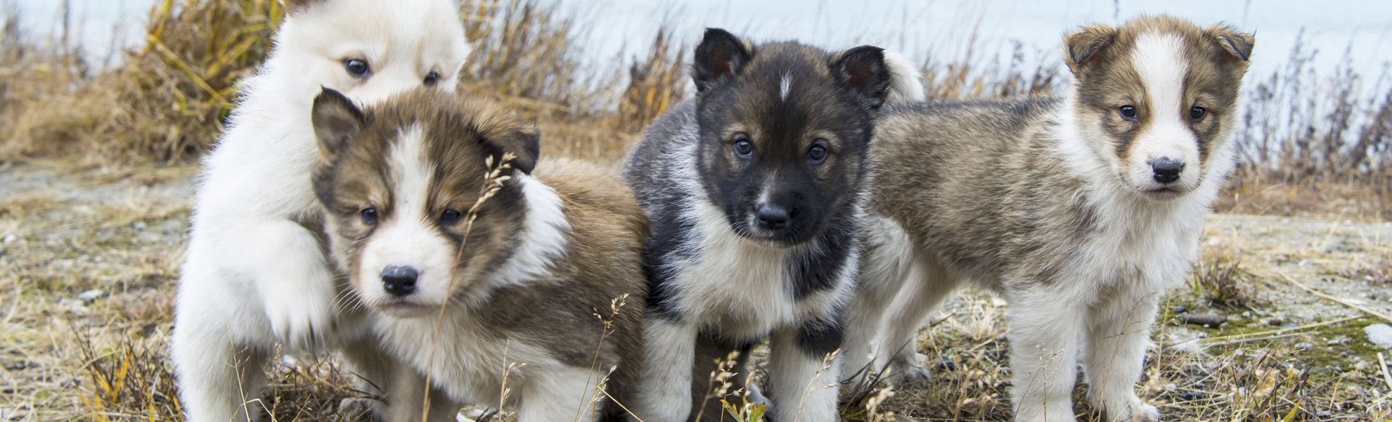 Schlittenhund Welpen in Grönland