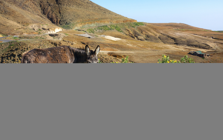 Esel auf den kapverdischen Inseln