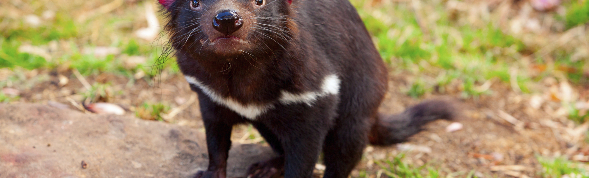 Tasmanischer Teufel in der Natur von Tasmanien, Australien