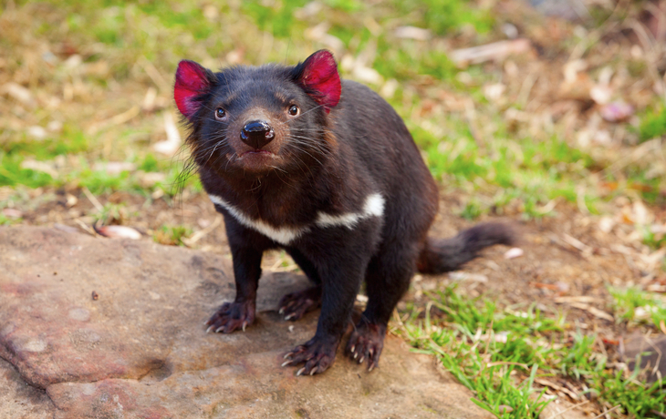 Tasmanischer Teufel in der Natur von Tasmanien, Australien