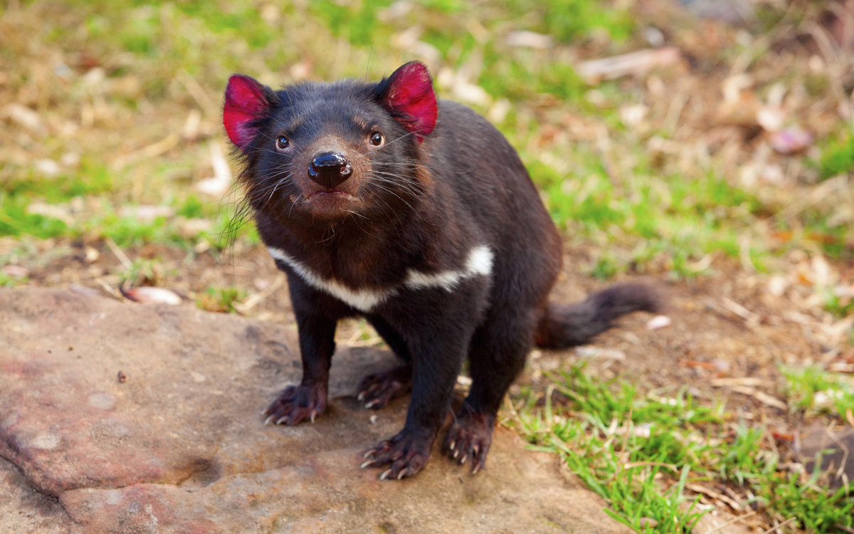 Tasmanischer Teufel in der Natur von Tasmanien, Australien