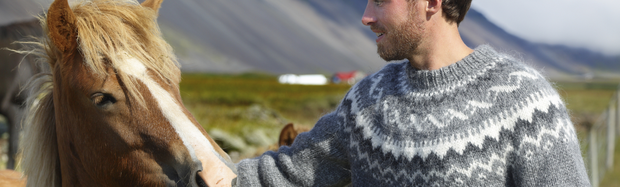 Islandpferd auf Island