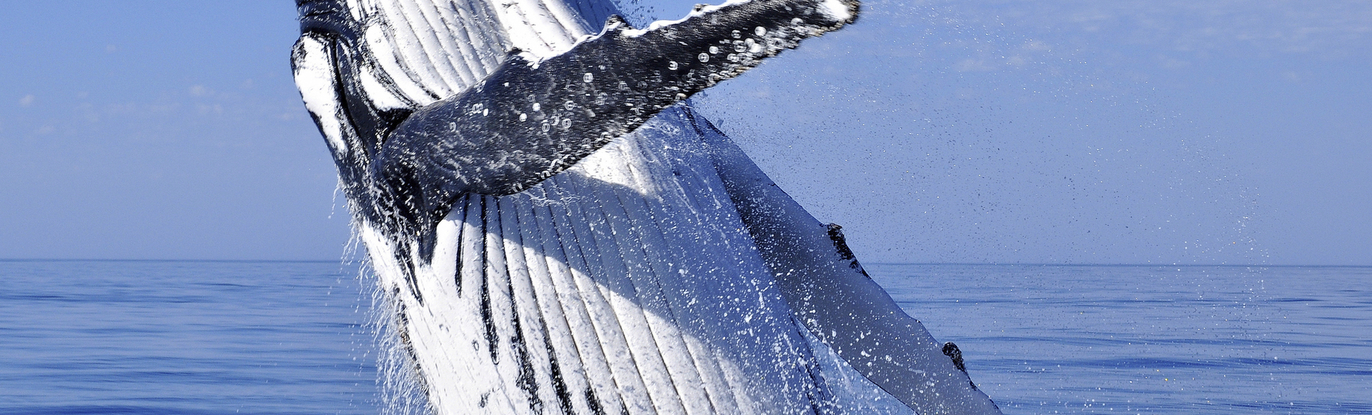 Springender Buckelwal