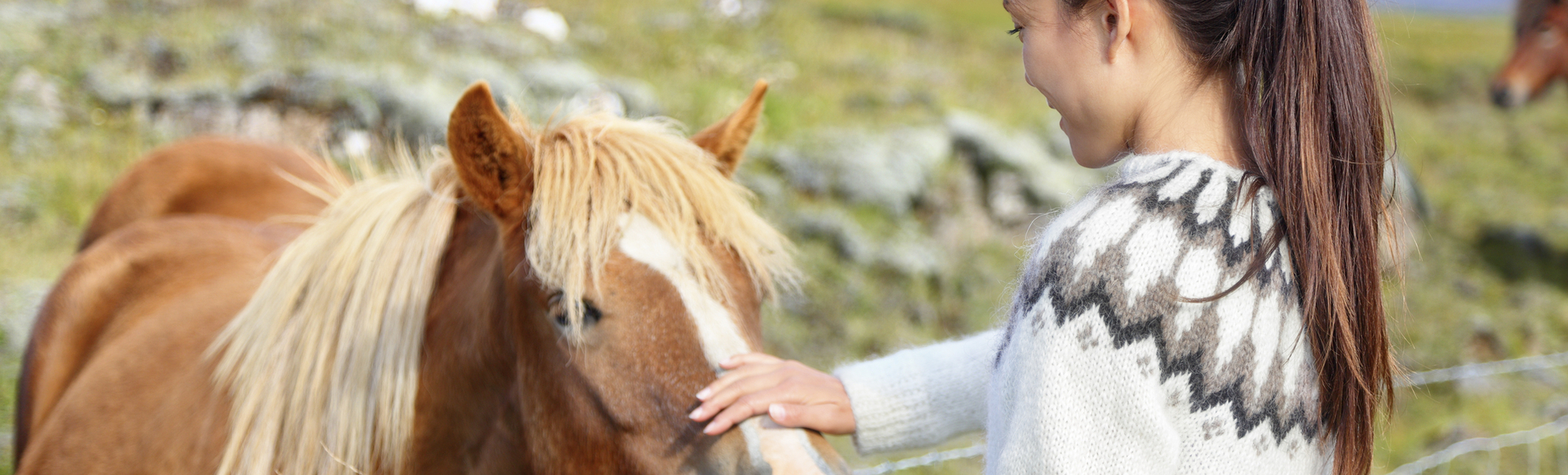 Islandpferde auf Island