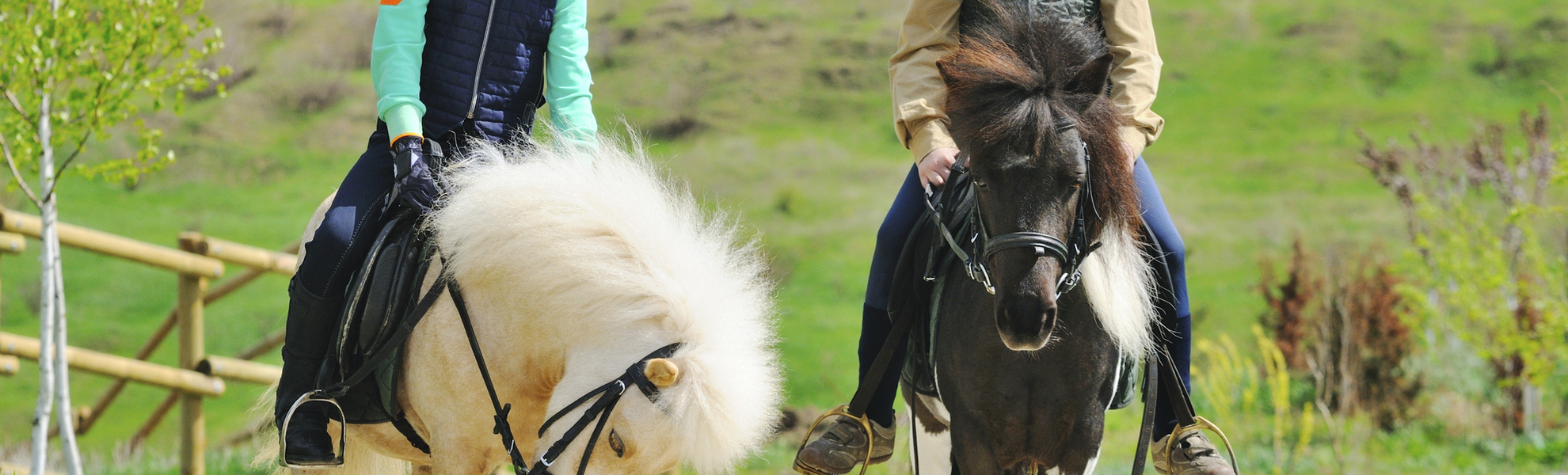 Kinder lieben die kleinen Shetland-Ponies