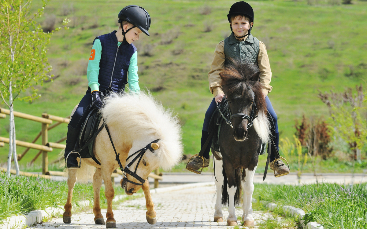 Kinder lieben die kleinen Shetland-Ponies