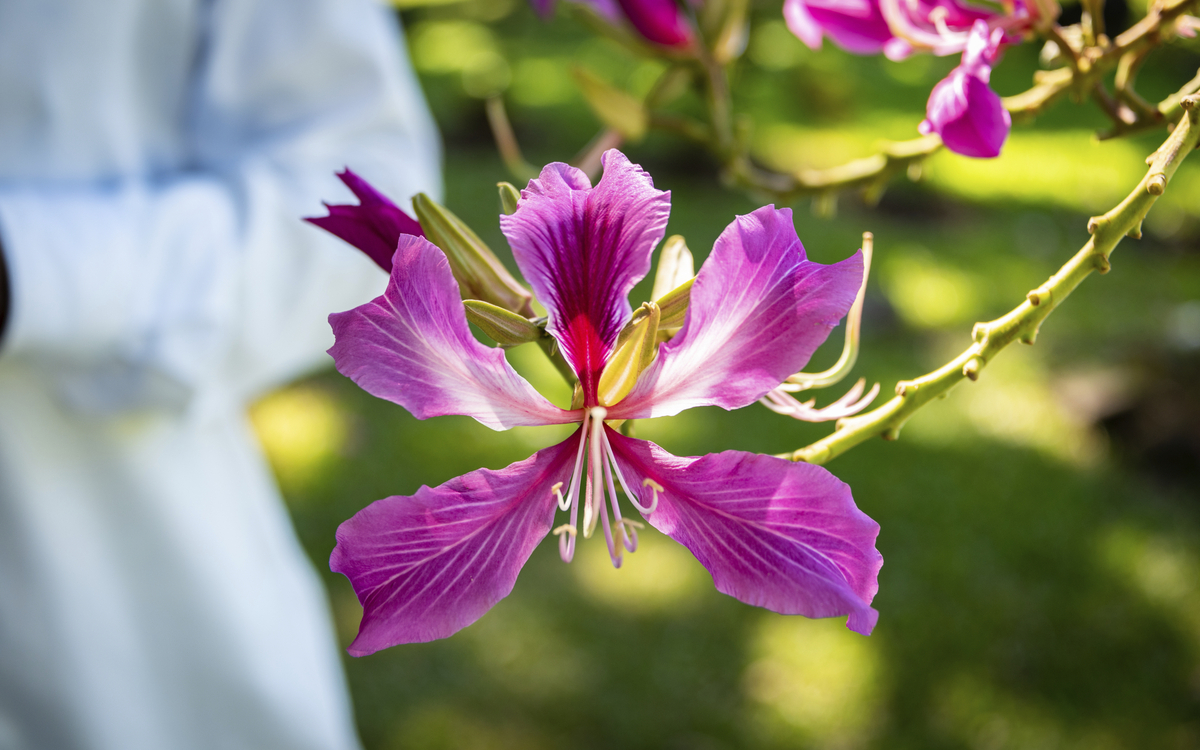 Botanischer Garten in Kingstown, St Vincent