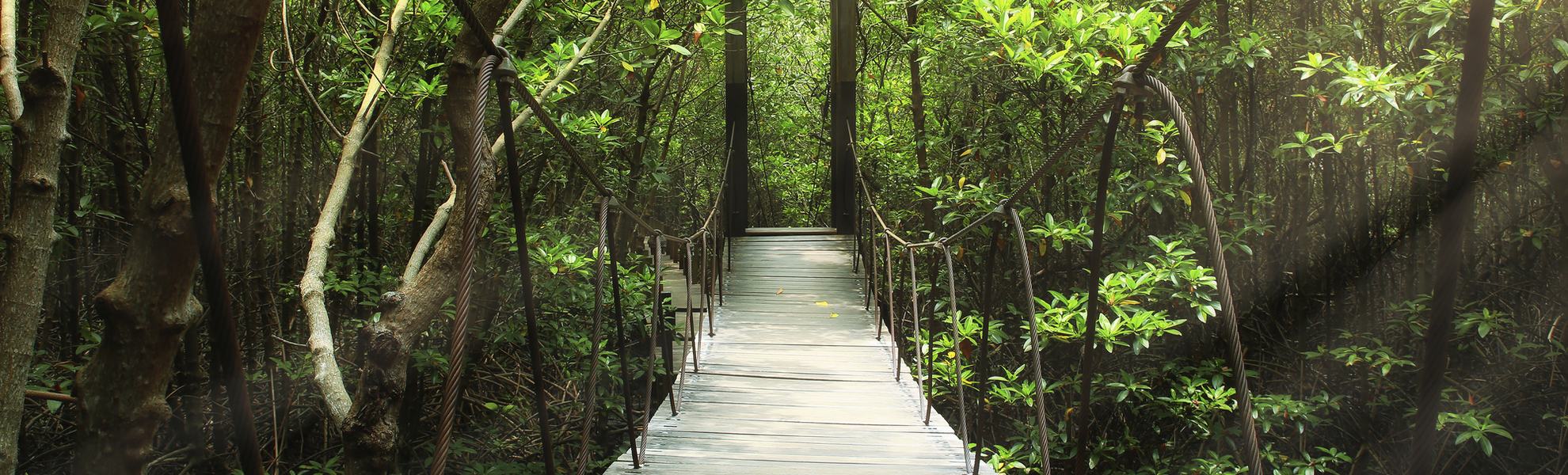 Hängebrücke durch den Nebelwald