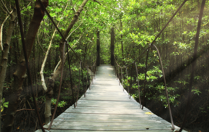 Hängebrücke durch den Nebelwald
