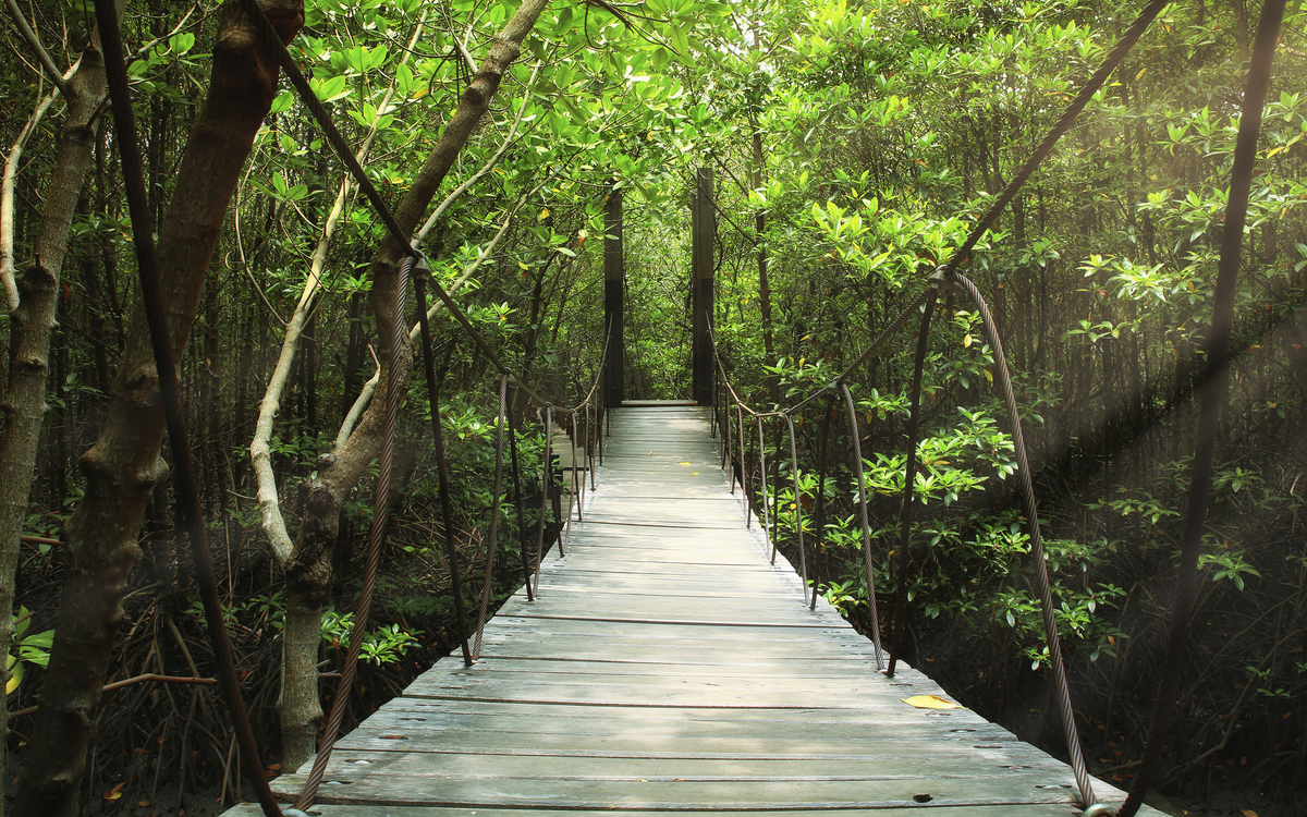 Hängebrücke durch den Nebelwald