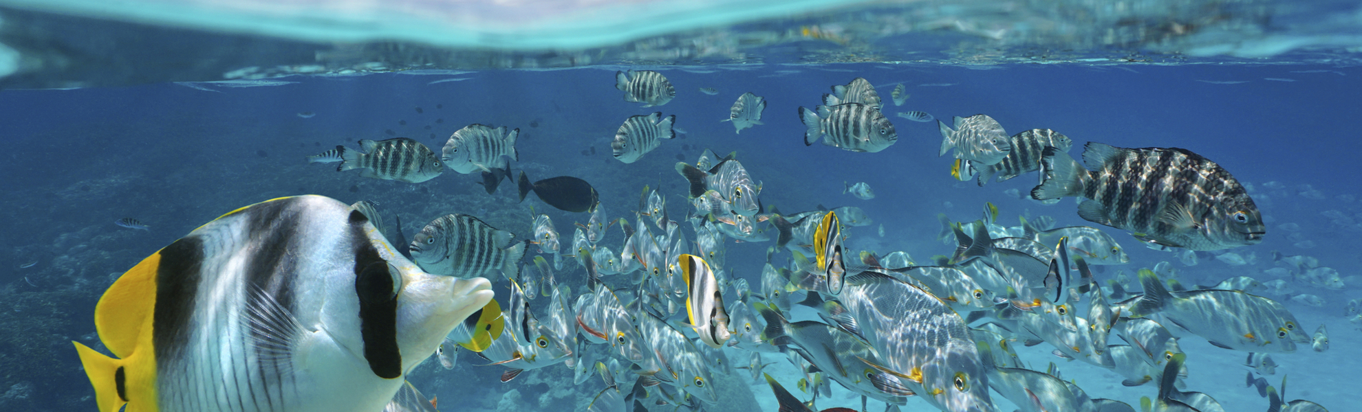 Tiere  im Meer bei Rangiroa, Franzoesische Polynesien