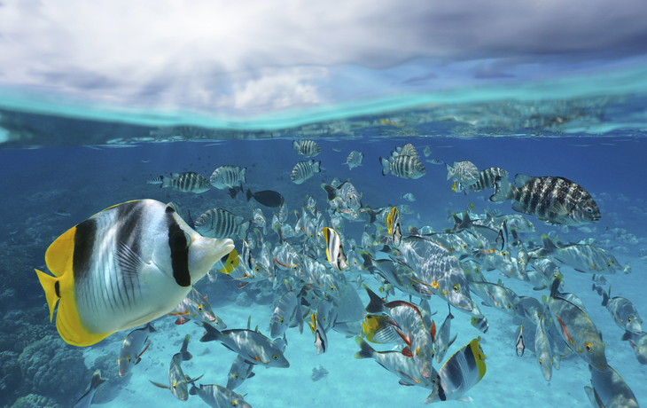 Tiere  im Meer bei Rangiroa, Franzoesische Polynesien