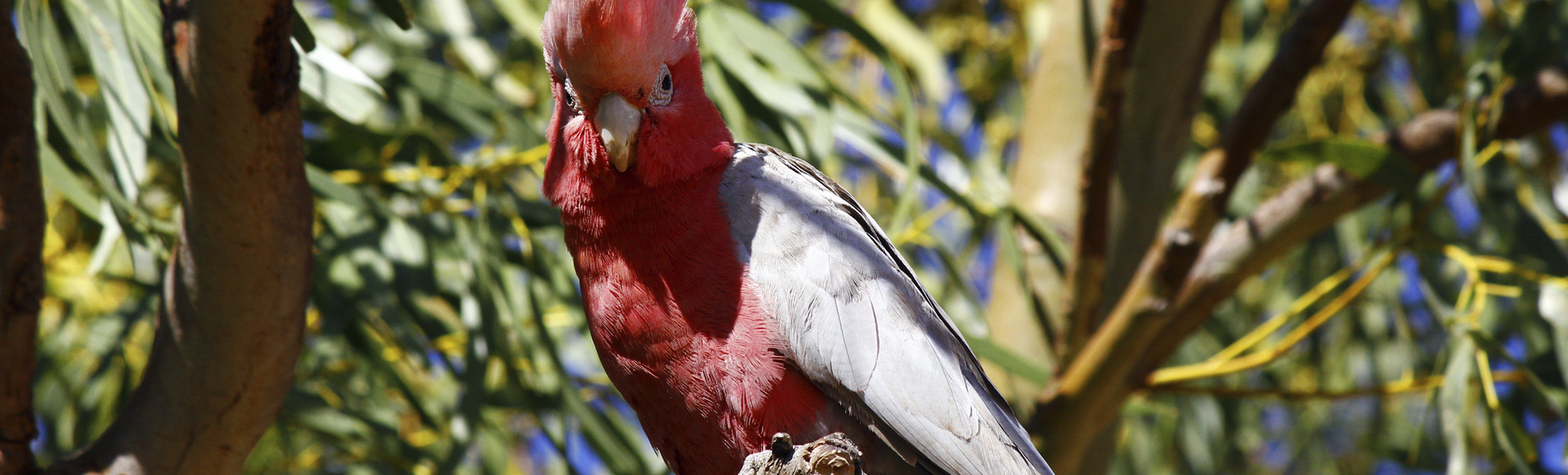 Kakadu im Kakadu-Nationalpark, Australien