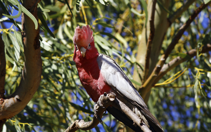 Kakadu im Kakadu-Nationalpark, Australien