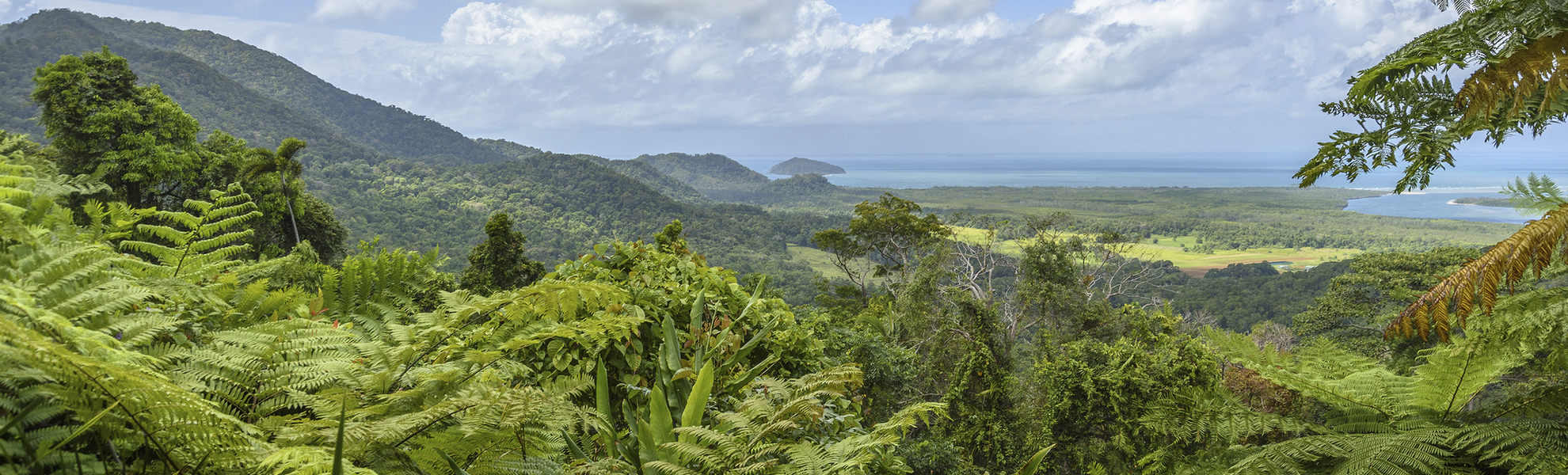 Daintree Nationalpark in Queensland, Australien