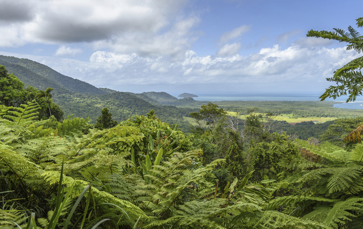 Daintree Nationalpark in Queensland, Australien