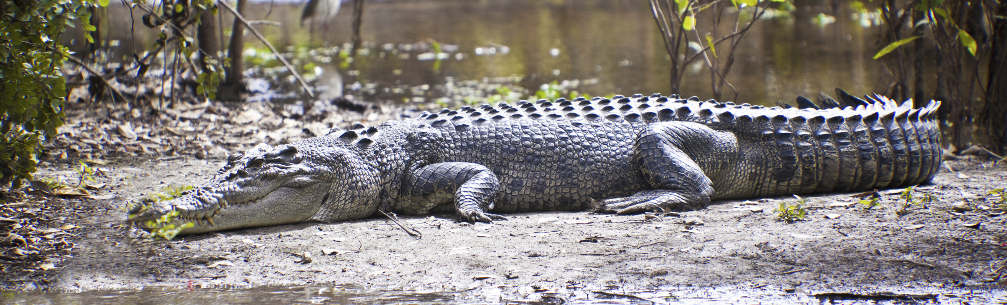 Australisches Salzwasserkrokodil